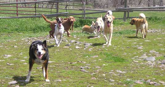 Animal sales house boarding